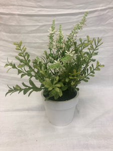 potted plant - white -  9" - potted veronica bush